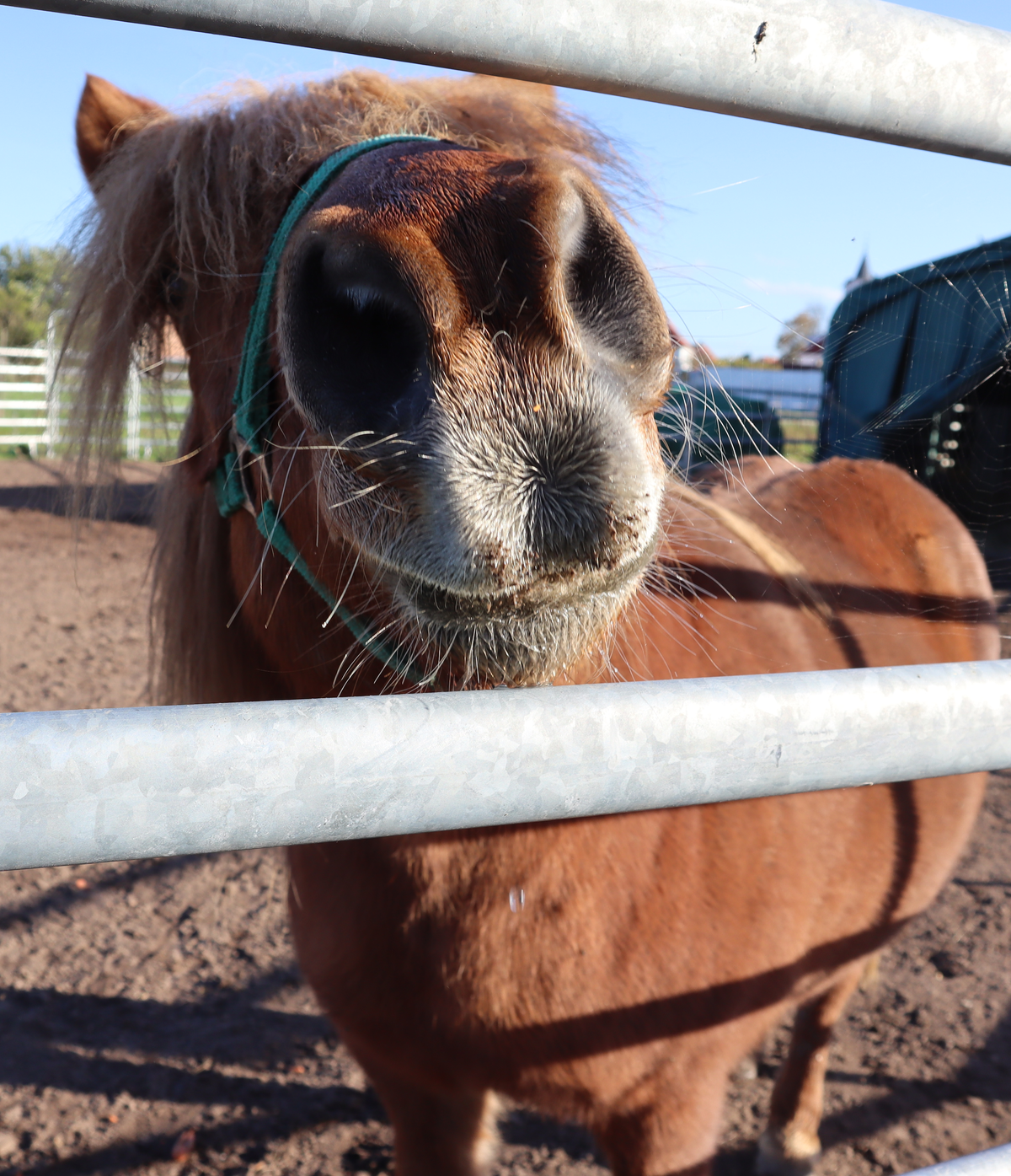 Erstellte Fotografie von einem neugierigen Pony