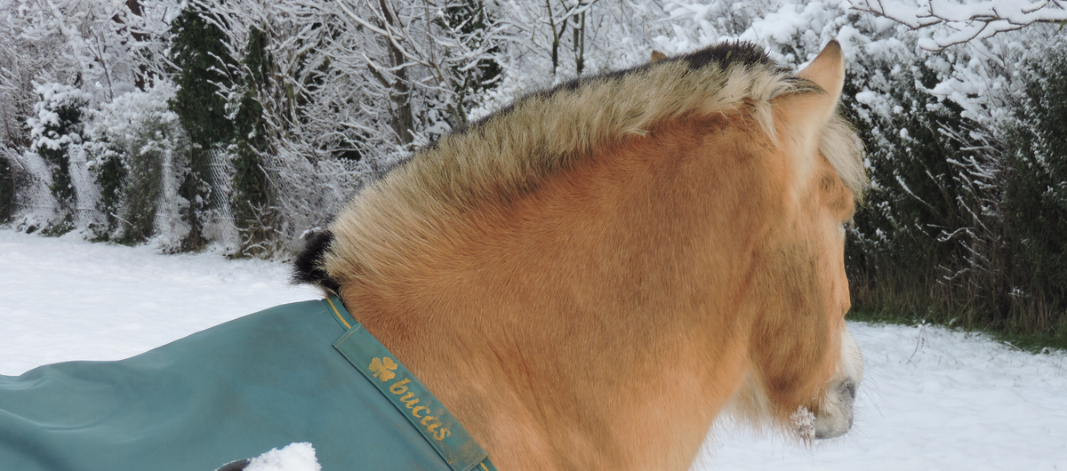 Erstellte Fotografie von einem Pferd