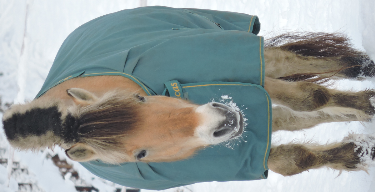 Erstellte Fotografie von einem hübschen Pferd
