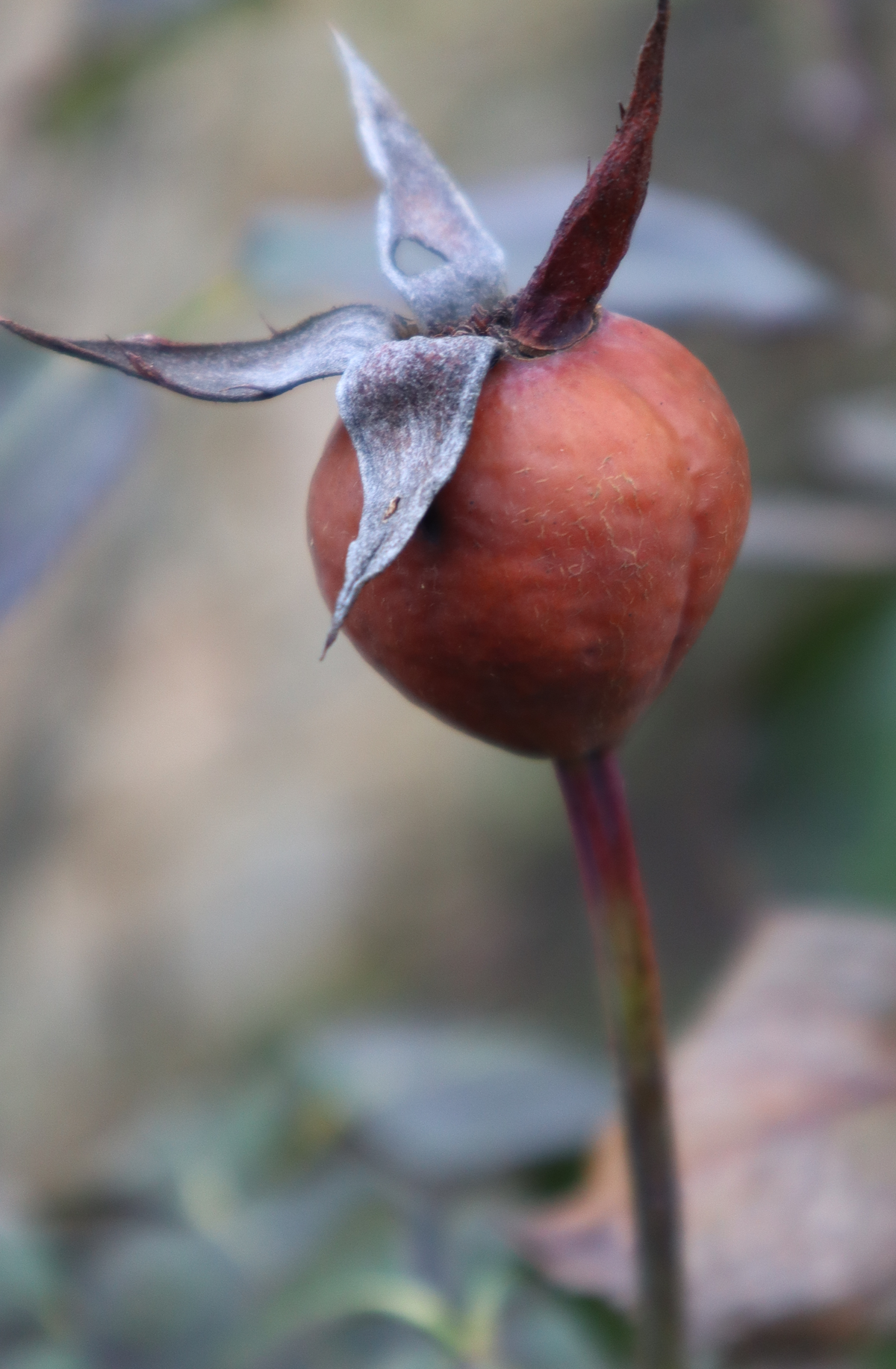 Erstellte Fotografie von einer Rosenknospe