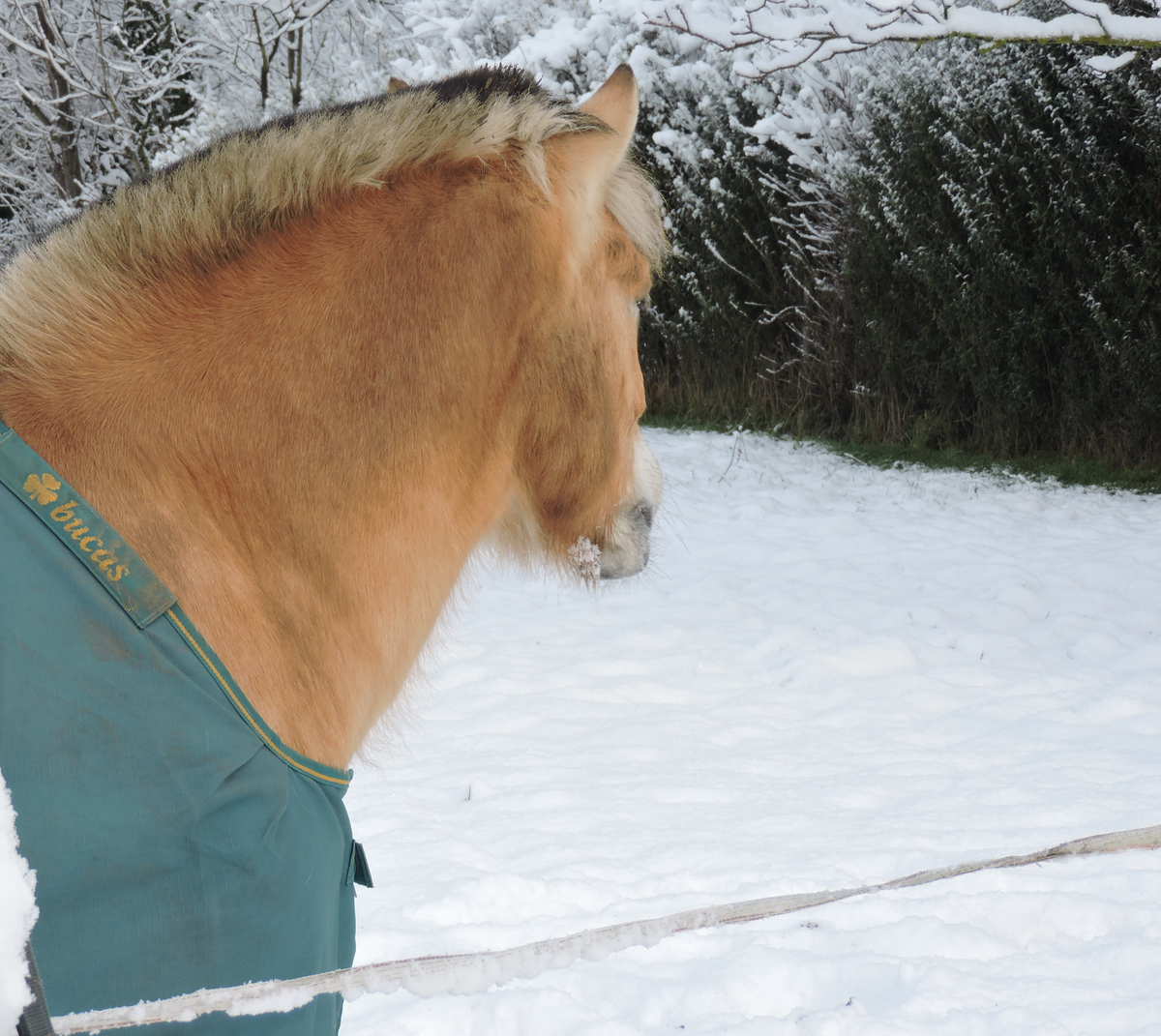Erstellte Fotografie von einem Pferd