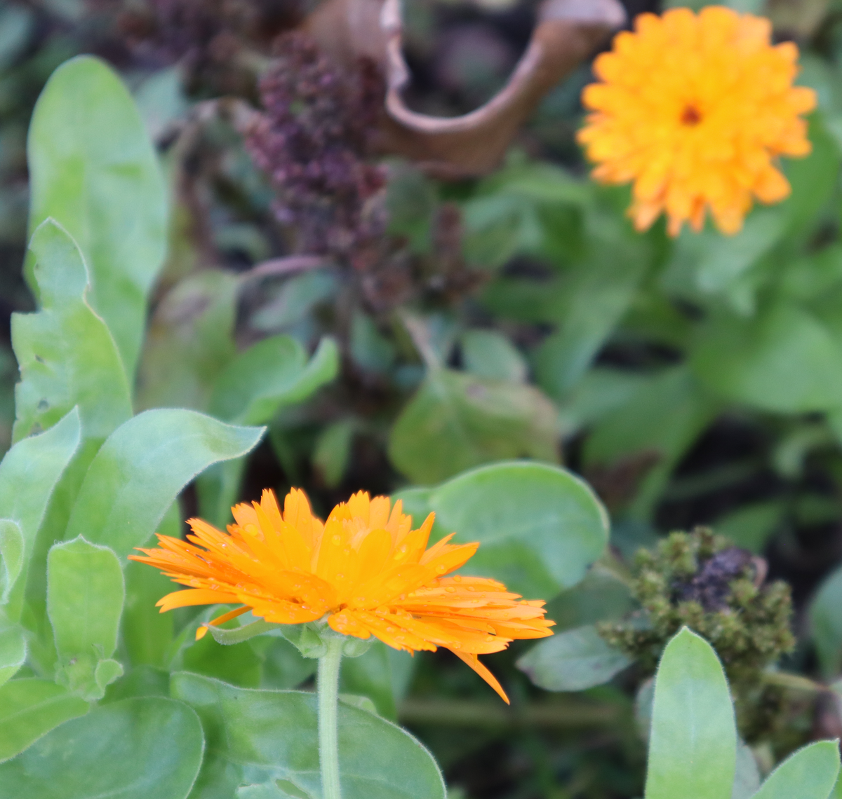 Erstellte Fotografie von ein paar Ringelblumen