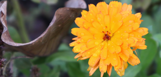 Erstellte Fotografie von einer Ringelblume