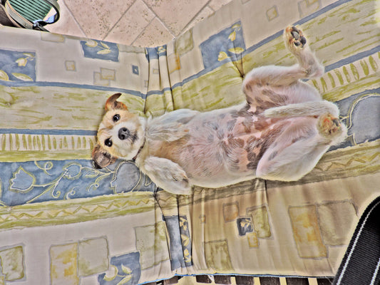 Erstellte Fotografie von einem frechen Hund