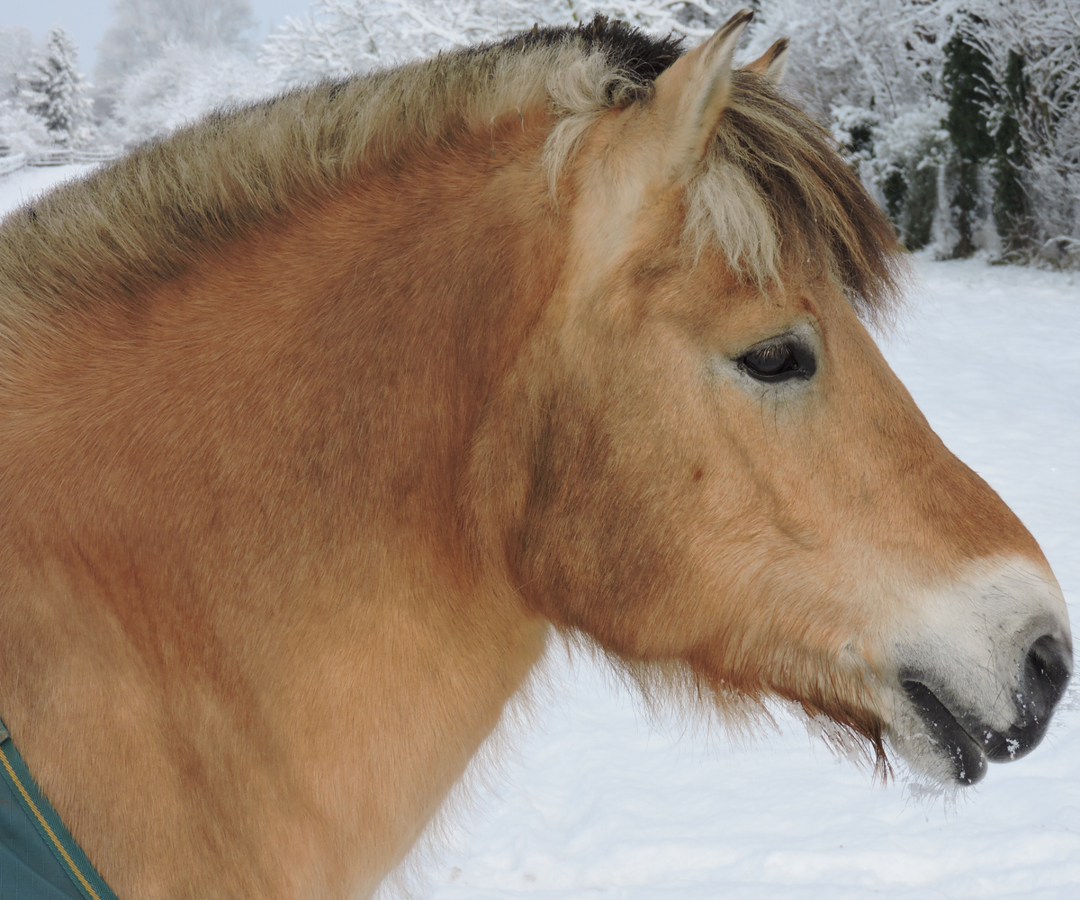 Erstellte Fotografie von einem Pferd