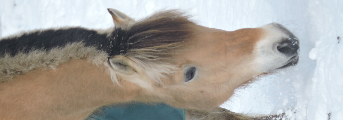 Erstellte Fotografie von einem Pferd