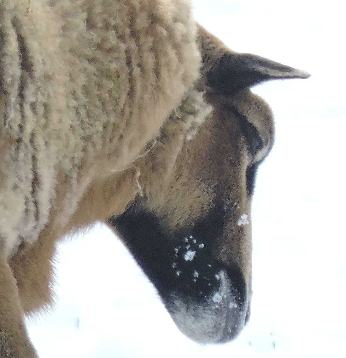 Erstellte Fotografie von einem Kamerunschaf