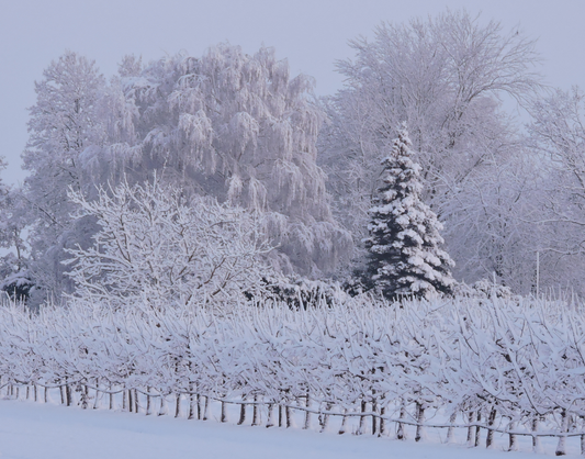 Erstellte Fotografie von einer traumhaften Winterlandschaft