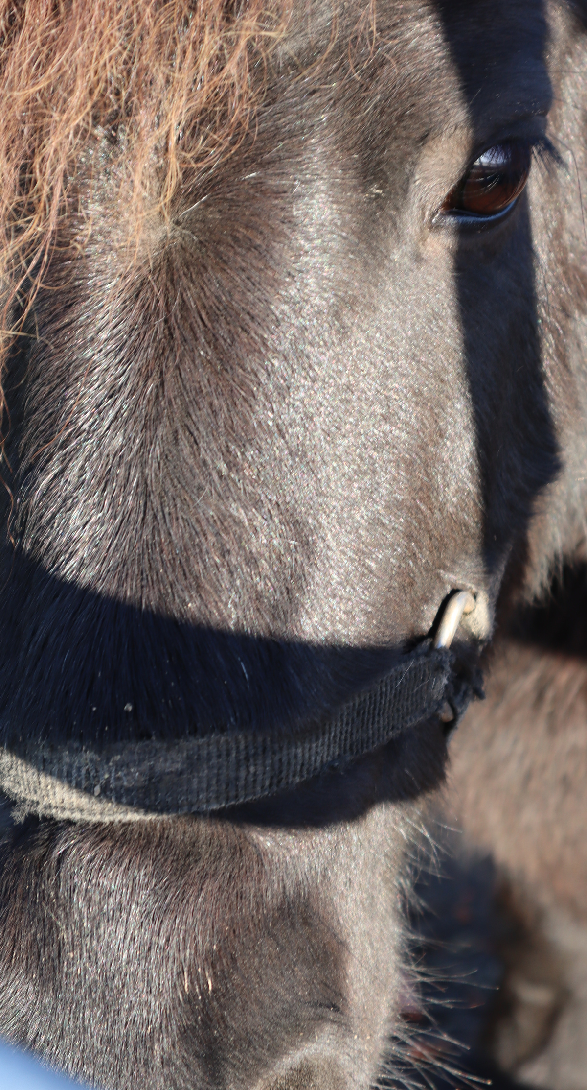 Erstellte Fotografie von einem echt süßen Zwerkpony