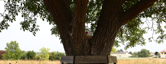 Erstellte Fotografie von einem Walnussbaum mit Holzumrandung