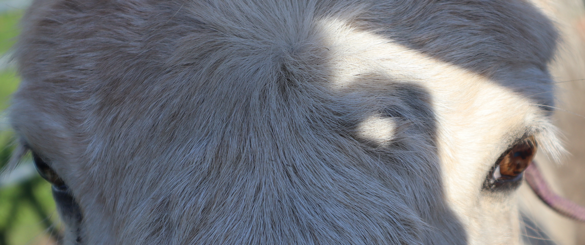Erstellte Fotografie von einem weißen Pony